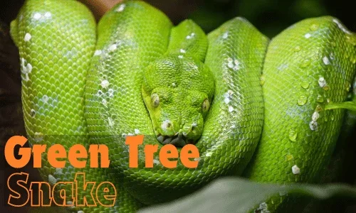 Green Tree Snake